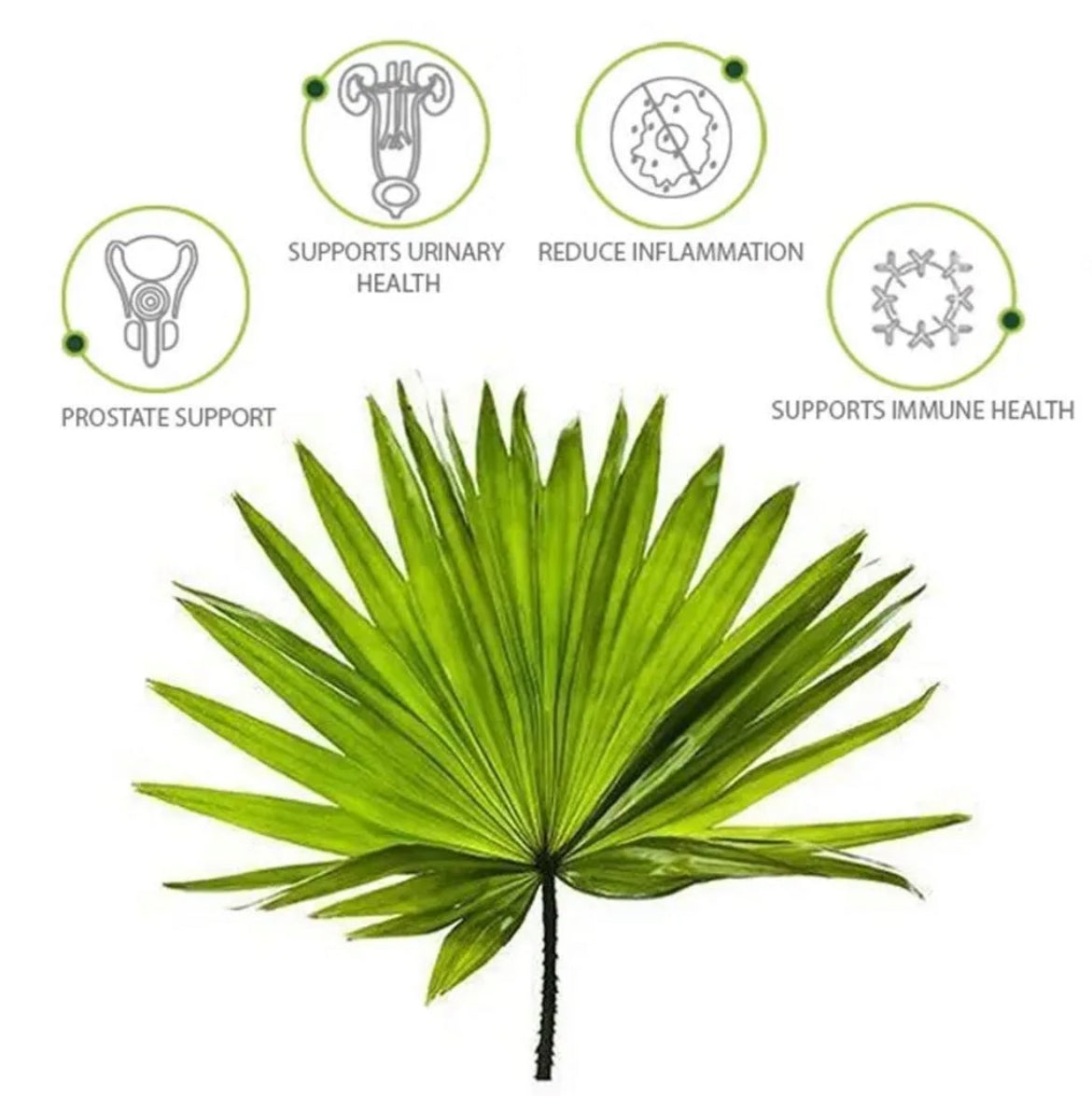 Nature’s answer Saw palmetto extract 690mg- 120 vcaps (santé de la prostate)